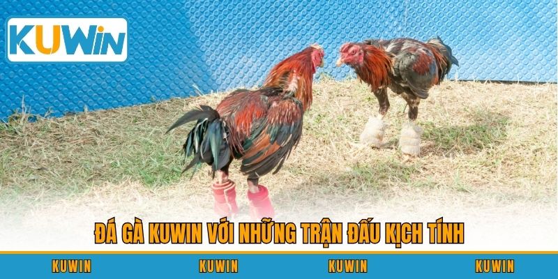 Đá gà KUWIN với những trận đấu kịch tính