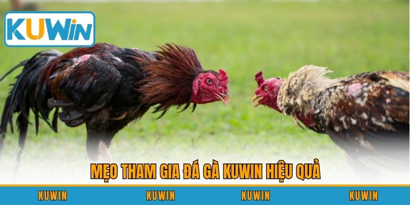 Mẹo tham gia đá gà KUWIN hiệu quả